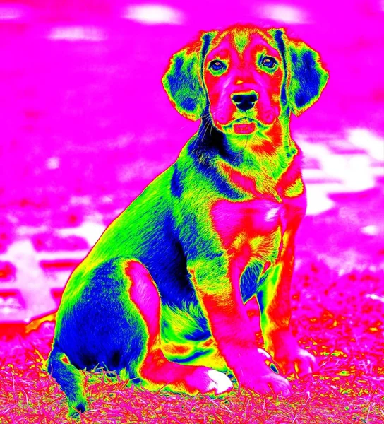 Resim Oturan Küçük Genç Köpek Gibi Infra Red Yaptı — Stok fotoğraf