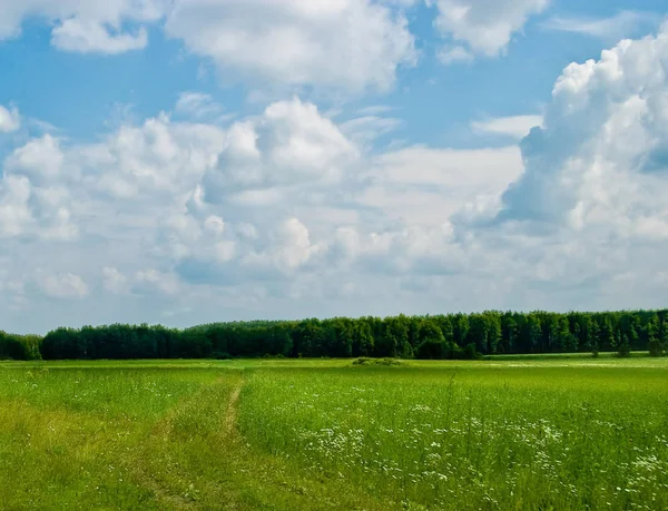 Letní Krajina Zelené Louky Lesy Daleko — Stock fotografie