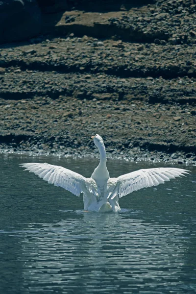 Oche Domestiche Sul Lago — Foto Stock