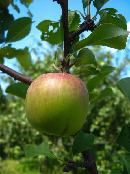 Very Tasty Ripe Apple Hanging Tree — Stock Photo, Image