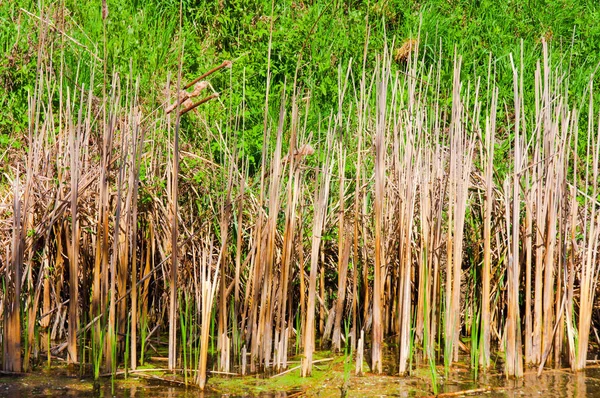 Bela Paisagem Bambu Pântano — Fotografia de Stock