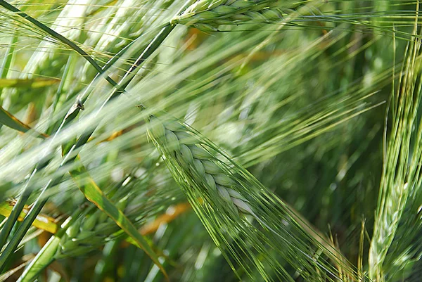 Närbild Grön Vete — Stockfoto