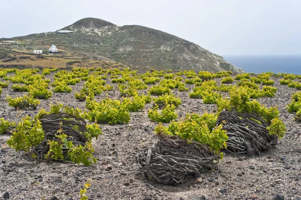 Santorini vineyard on lava soil next to the sea
