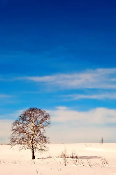 Magnifique Paysage Hivernal Arbre Contre Volcan — Photo