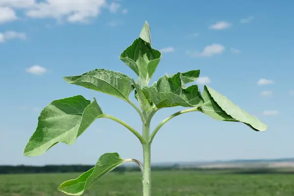Young sunflower plant on the background of the field and bluish sky
