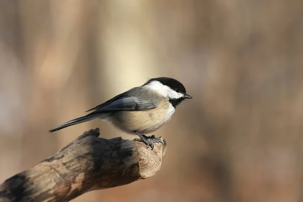 Svartkronad Chickadee Poecile Atricapillus Uppe Slutet Döda Träd — Stockfoto