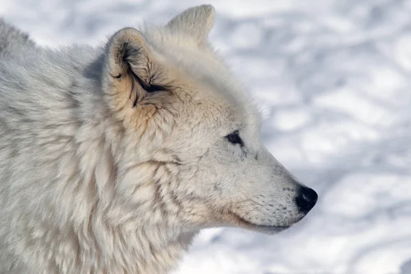 Arctic Wolf Winter — Stock Photo, Image