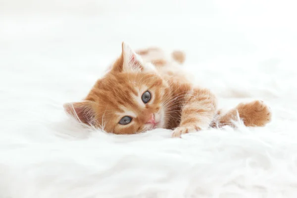 Cute Little Red Kitten Lies Fur White Blanket — Stock Photo, Image