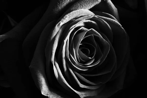 Rosa Blanco Negro Cerca Hermosa Foto Macro —  Fotos de Stock