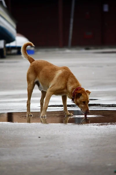Perro Doméstico Con Collar Agua Potable Una Piscina Poco Profunda — Foto de Stock