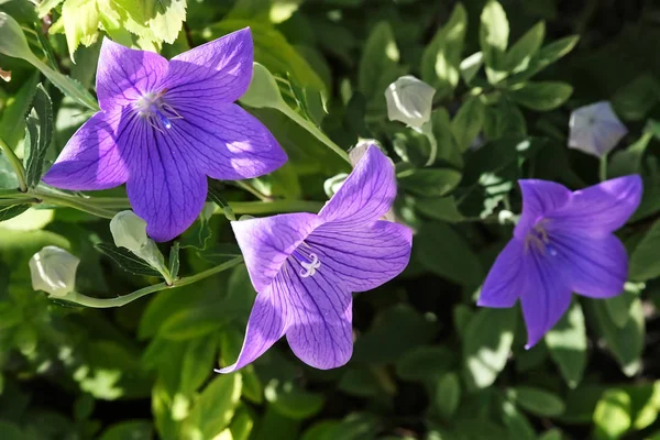 Flores Sinos Azuis Jardim Dia Ensolarado Fundo Jardim Verde — Fotografia de Stock