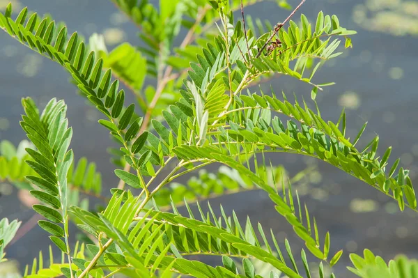 Rama Acacia Primer Plano Día Soleado — Foto de Stock