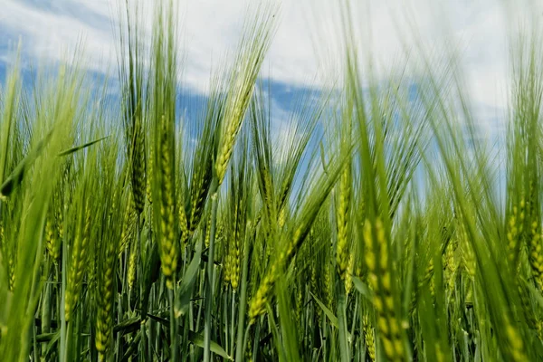 Grön Vete Ett Korn Fält Våren — Stockfoto