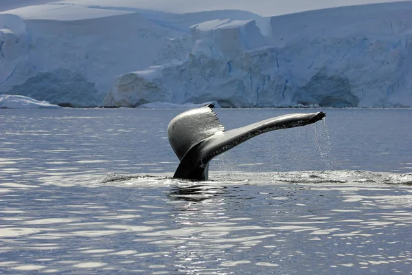 Coda Megattera Mostrando Immersione Penisola Antartica — Foto Stock