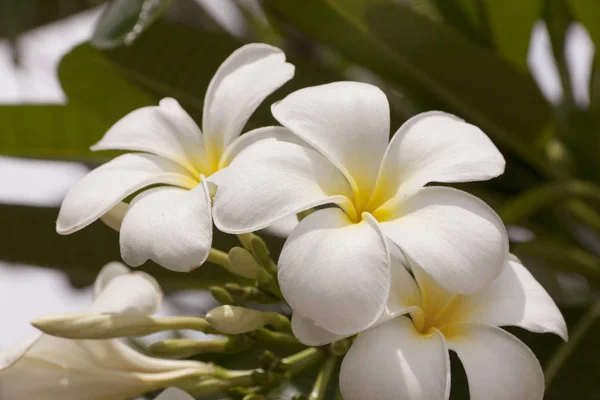 Plumeria Plumeria Ağaç Frangipani Tropik Çiçekler Üzerinde — Stok fotoğraf