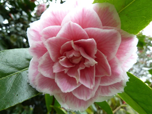 Bela Flor Rosa Com Folhas Verdes Brilhantes Arbusto — Fotografia de Stock