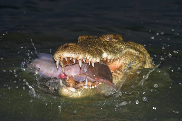 Krokodil Gyönyörködtető Hal Egy Csobbanás — Stock Fotó