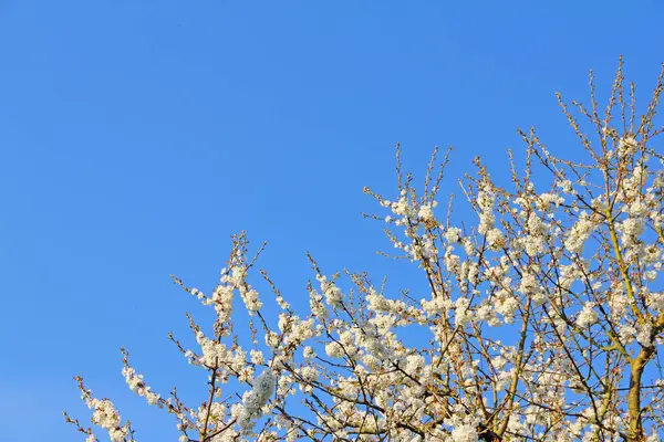 Branches Blooming Apple Tree Many Flowers Blue Sky — Stock Photo, Image
