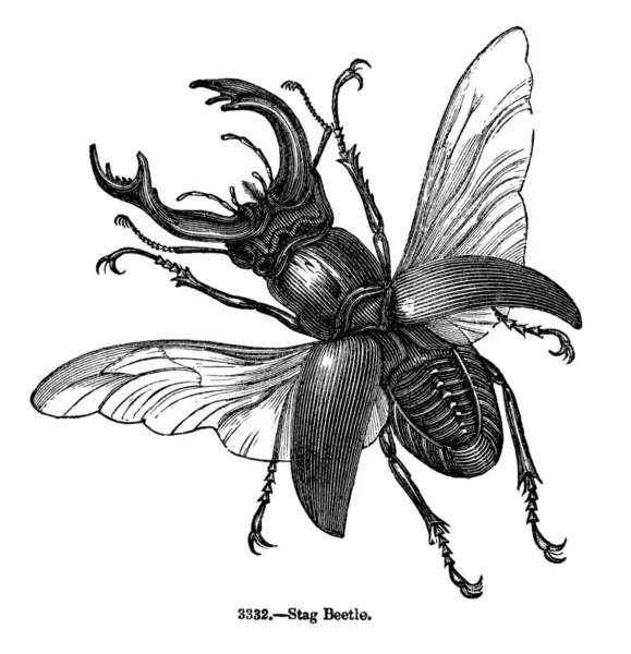 빈티지 인그레이빙 일러스트는 1844년에 출판된 애니메이션 박물관 발오머 — 스톡 사진