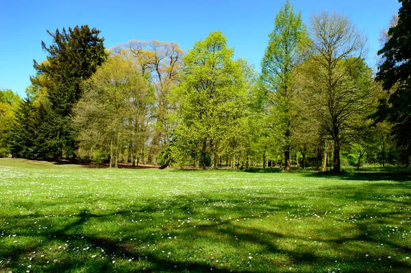 Fresco Paesaggio Primaverile Verde Con Alberi Boschivi Prato Verde Parco — Foto Stock