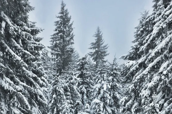 Wilde Escena Invierno Bosque Temporada Invierno — Foto de Stock