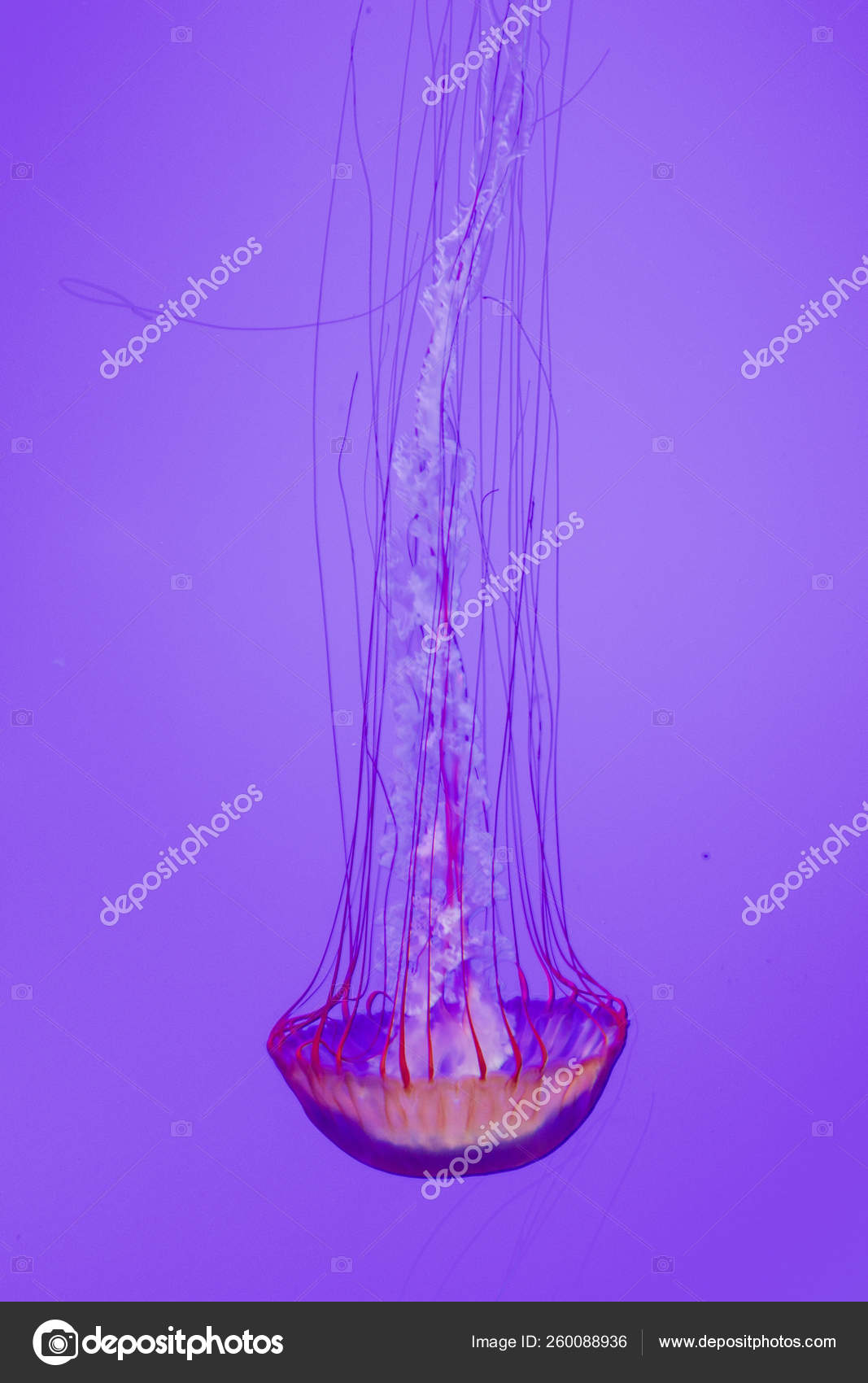 Beautiful Bright Dangerous Jellies Pacific Sea Nettles Stock Photo by ©YAYImages 260088936