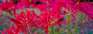 Red spider lily lycoris radiata cluster amaryllis higanbana clipart