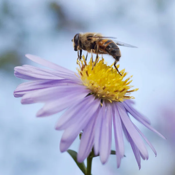 Biene Auf Lila Und Gelben Blume Gegen Blauen Himmel — Stockfoto