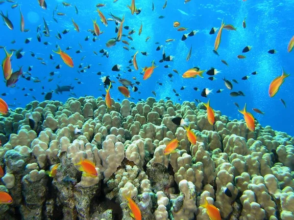 Palyaço Anemonefish Mercan Içinde — Stok fotoğraf