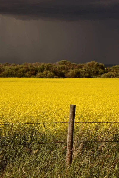 Βροχή Μέτωπο Πλησιάζει Saskatchewan Canola Των Καλλιεργειών — Φωτογραφία Αρχείου