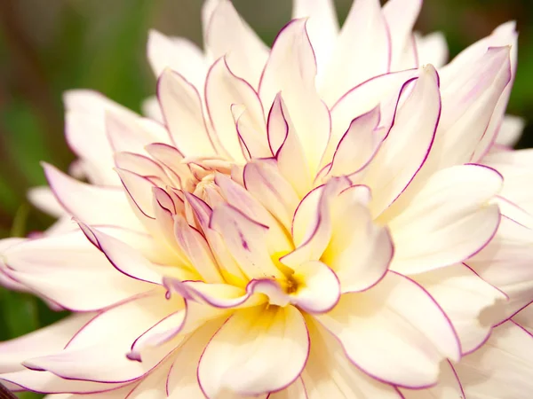 Macro Shot Dahlia — Fotografia de Stock