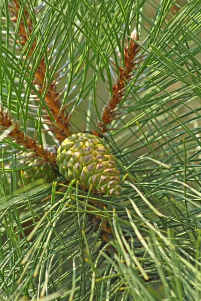 Close Green Pine Con — Stock Photo, Image