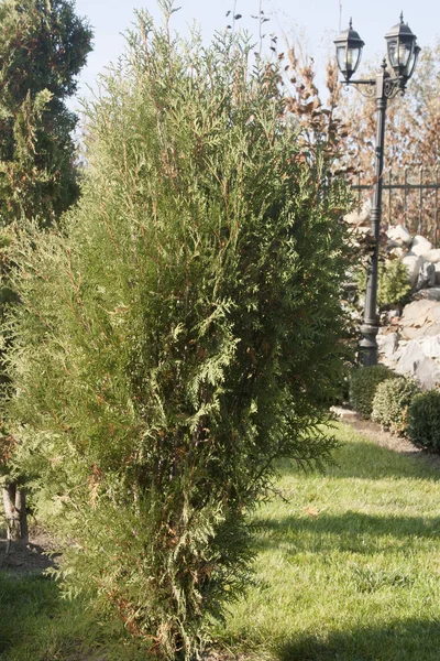 Thuja Árbol Hoja Perenne Parque Público —  Fotos de Stock