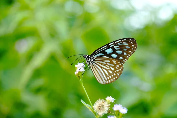 Kék Üveges Tigris Pillangó Virág Ideopsis Simillis Persimillis Moore — Stock Fotó