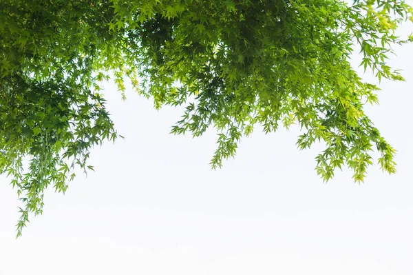 Yeşil Akçaağaç Yaprakları Alttan Görünüm — Stok fotoğraf