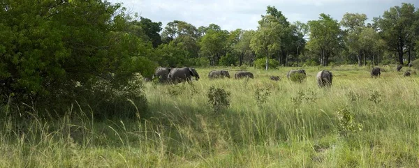 Olifant Bush Moremi Natuurreservaat Botswana — Stockfoto