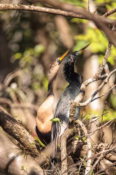 求愛アカトキ鳥と呼ばれるアンヒンガ アンヒンガ Snakebird ナポリ フロリダ州のコーク スクリュー スワンプ自然保護区 — ストック写真