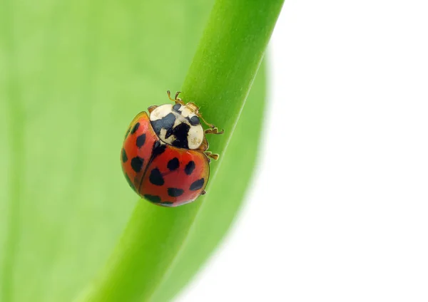 Mariquita Sobre Una Hoja Planta — Foto de Stock