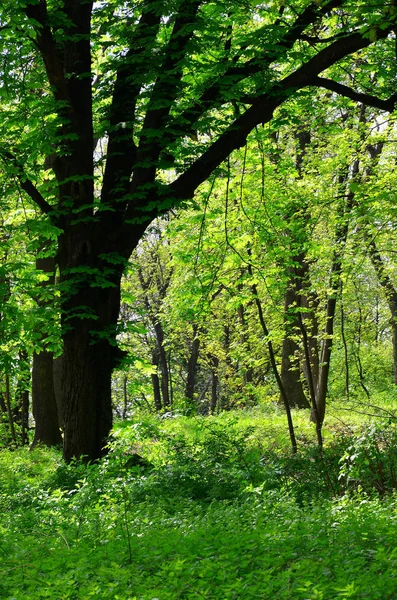 Las Krakowie Naturalne Tło — Zdjęcie stockowe