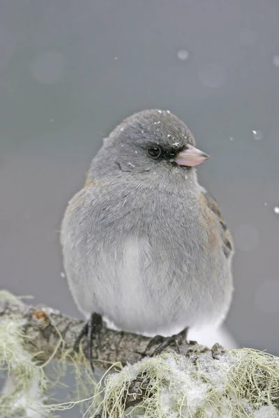 Σκούρο Μάτι Junco Junco Hyemalis — Φωτογραφία Αρχείου