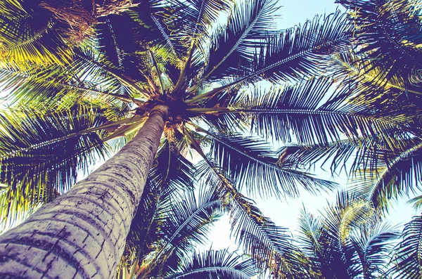 Ветви Кокосовых Пальм Голубым Небом Винтажный Ретро Стиль — стоковое фото