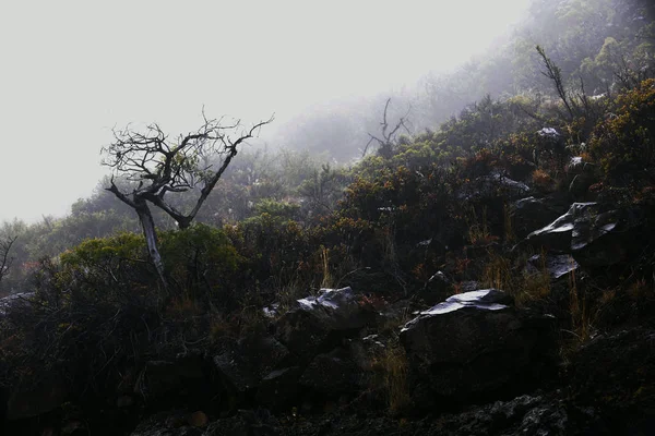 Foggy Morning Early Foggy Morning High Mountains — Stock Photo, Image