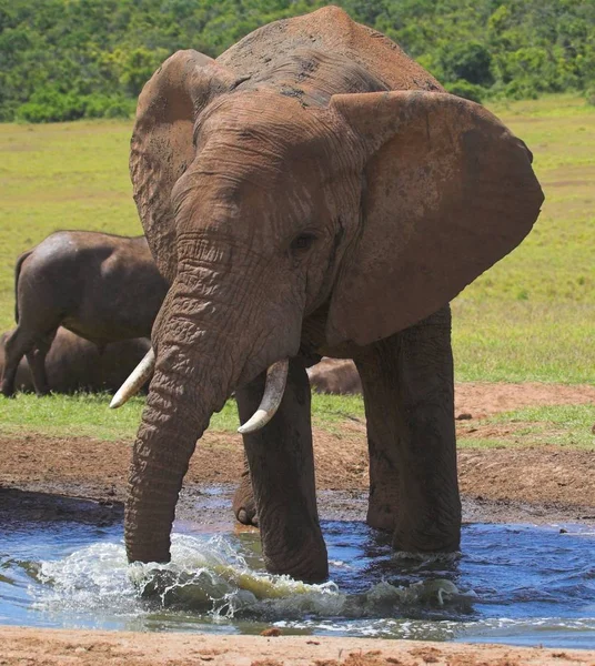 Elefante Salpicando Agua —  Fotos de Stock