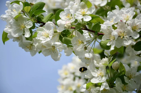 Frühling Blühender Baum Und Bombus Gegen Den Blauen Himmel — Stockfoto