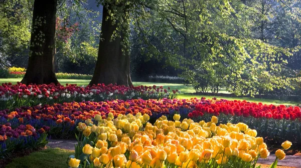 Spring Park Yellow Red Orange Tulips — Stock Photo, Image