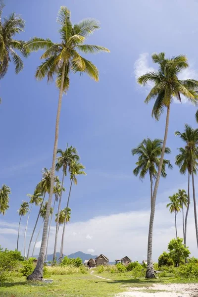 Imagen Cocoteros Una Remota Isla Tropical Malasia — Foto de Stock