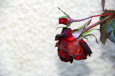 red rose is wilting in autumn clipart
