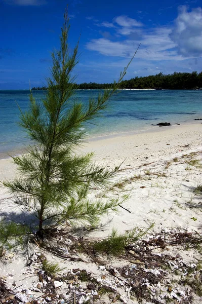 Strand Und Busch Ile Cerfs Mauritius — Stockfoto