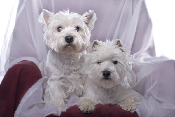 Två Bedårande West Highland Vita Terriers Stol Mot Vit Bakgrund — Stockfoto