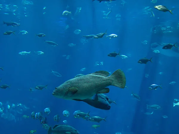 海の魚の写真 — ストック写真